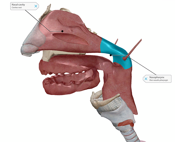 nasal-cavity-oral-cavity