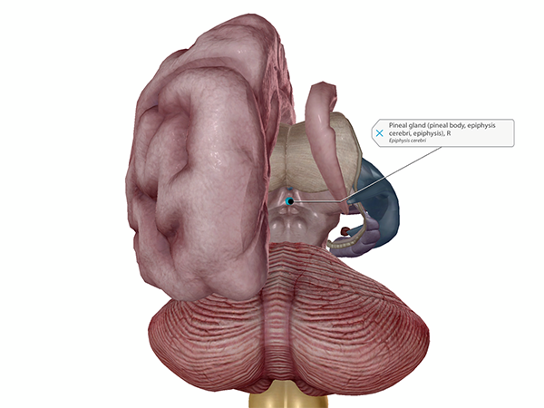 pineal-gland-labeled