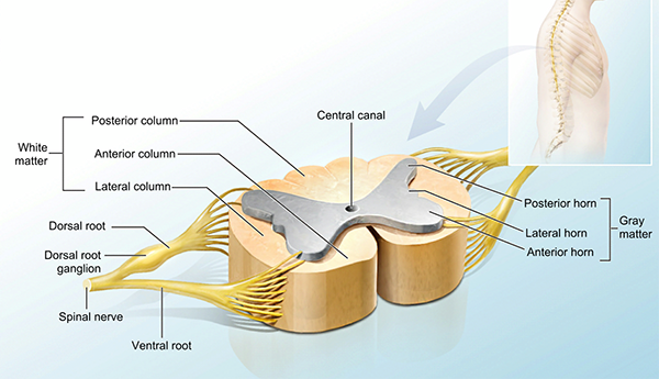 spine-section-illustration