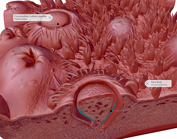 taste-buds-and-papillae