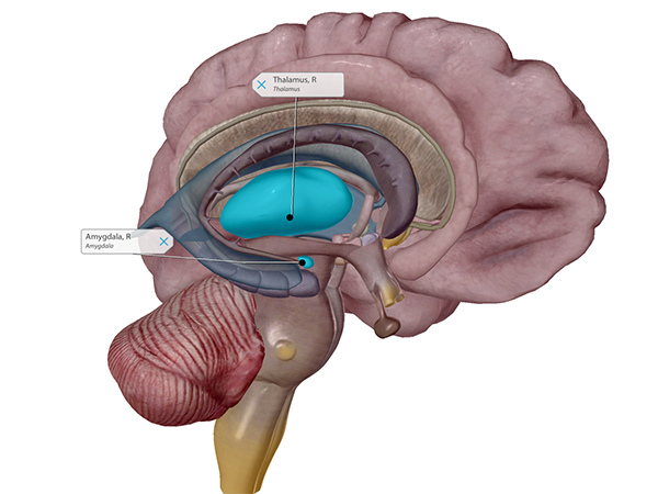 thalamus-and-amygdala-labeled
