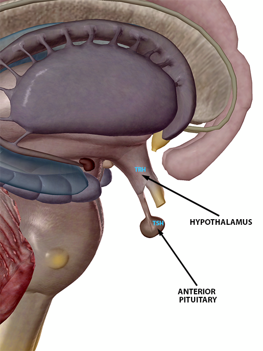 hypothalamus-pituitary-tsh