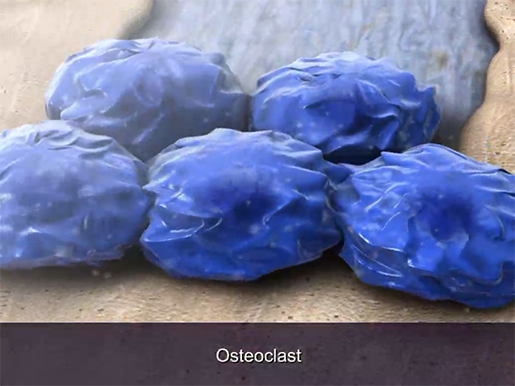osteoclast-calcium-reg