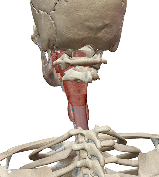 parathyroids-in-context