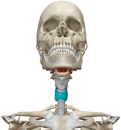 thyroid-in-context