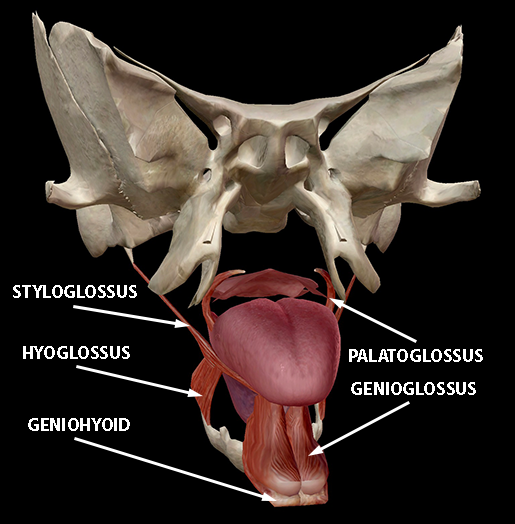 Anatomy Physiology: The Terrific Tongue
