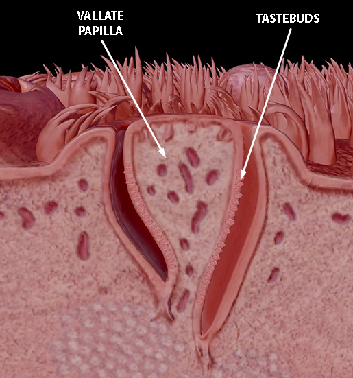 tongue-section-vallate-papilla-tastebuds