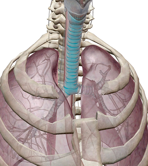 trachea-in-context