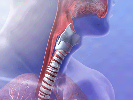 The Wonderful Windpipe  Five Awesome Facts About The Trachea