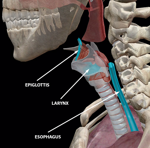 upper-respiratory-system-epiglottis