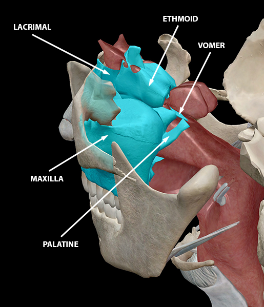 upper-respiratory-system-skeletal-structures-ethmoid-maxilla-lacrimal-vomer-palatine-nasal-concha-2