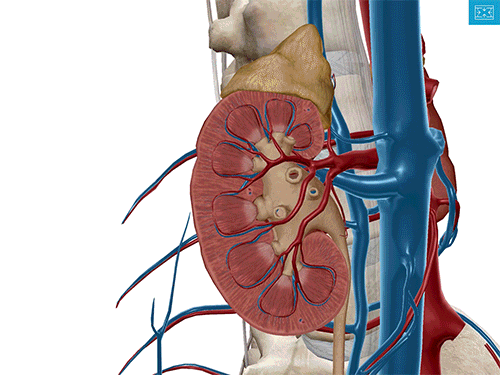 Urinary-Renal-Artery