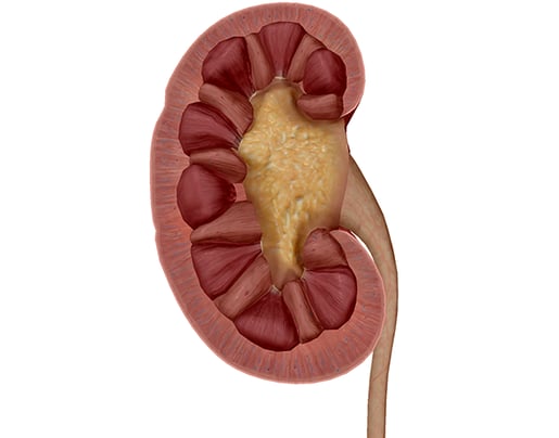 urinary-anatomy-kidney-2020