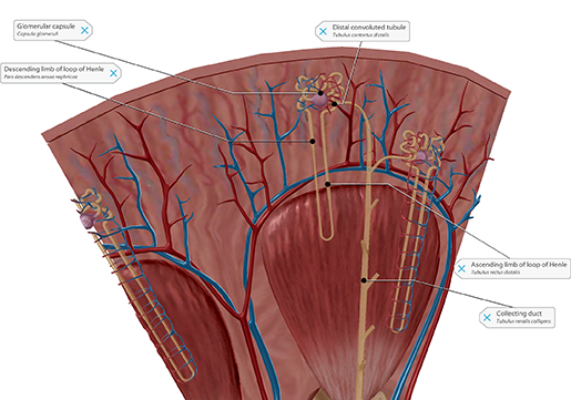 urinary-nephron-2020
