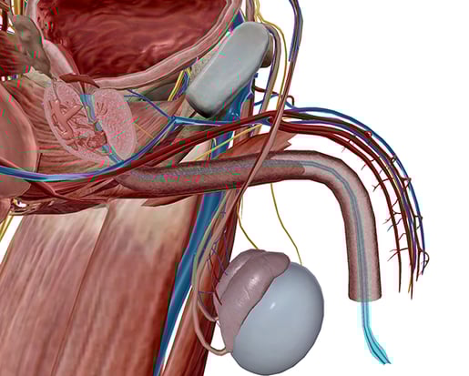 urinary-urethra-male-2020