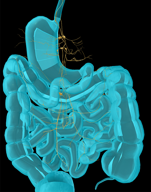 celiac-plexus