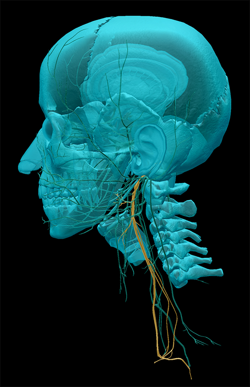 vagus-nerve-left