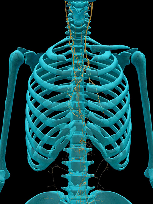 vagus-nerve-thorax-abdomen-2