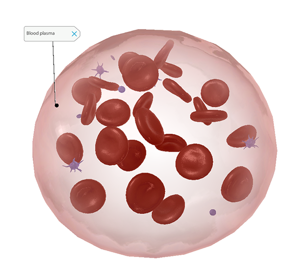 Platelets Granulocytes and Monocytes Axis Scientific Anatomy Model of Human Red Blood Cells Model is Enlarged to Show Cellular Detail of Plasma Includes Product Manual and 3-Year Warranty 