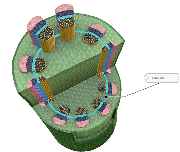 cambium-highlighted-vbio-blog