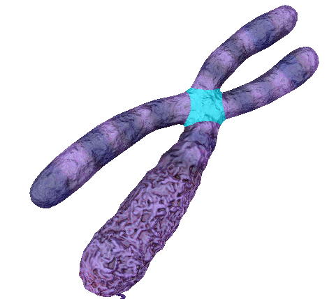 centromere-screenshot-vbio-blog