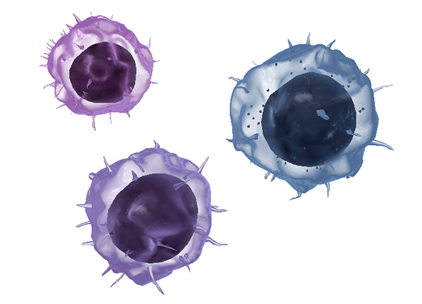 lymphoid-wbcs-blog