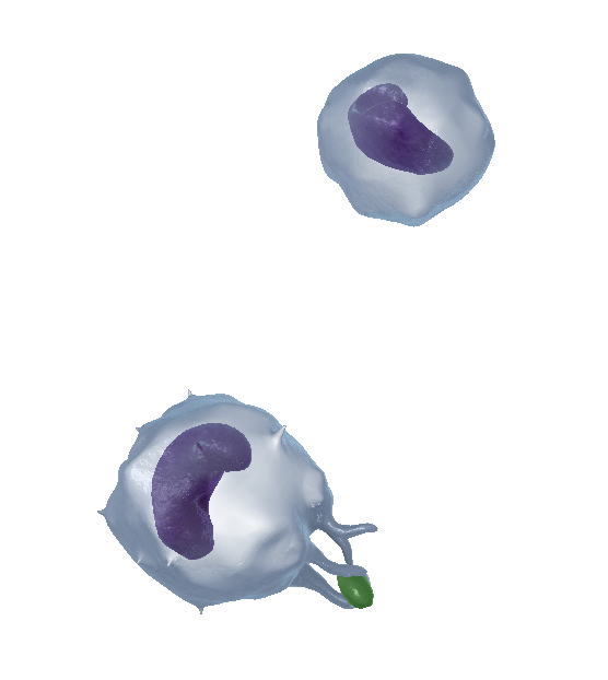 wbc-monocyte-activated-inactivated