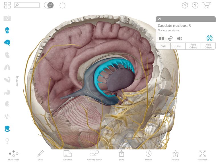 The Caudate Nucleus, in context