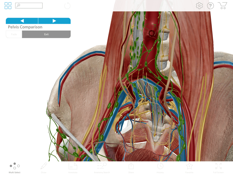 A view of pelvic anatomy, in context