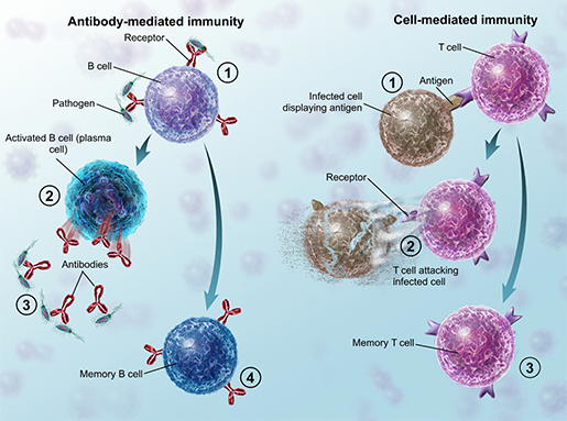 adaptive-immunity-overview