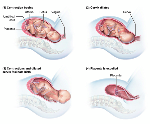 birth-and-placenta