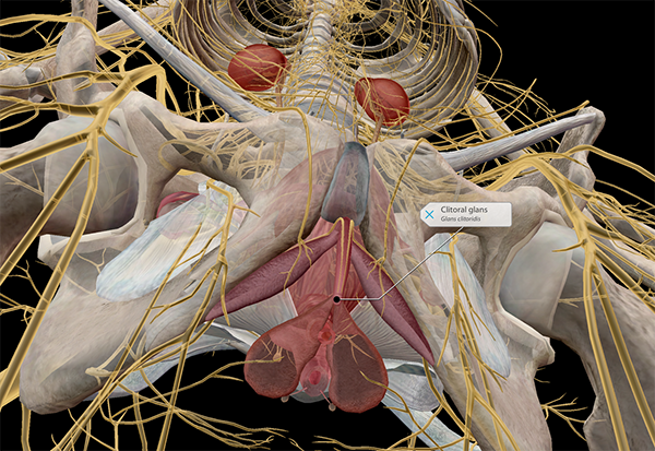clitoral-glans-innervation
