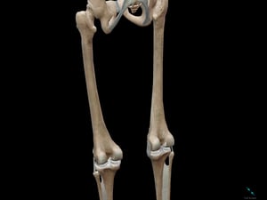 femur-bone-long-compact-osteon-marrow-popliteal.png femur-bone-long-compact-osteon-marrow-popliteal.png