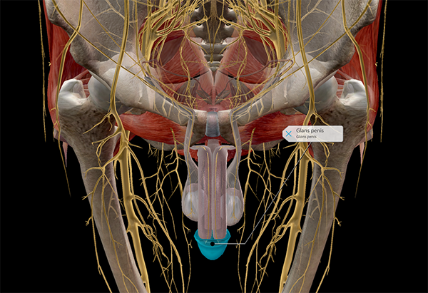 glans-penis-innervation