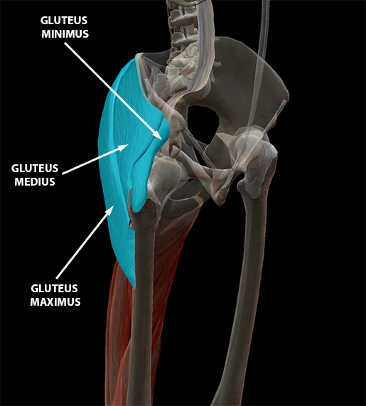 gluteal-muscles