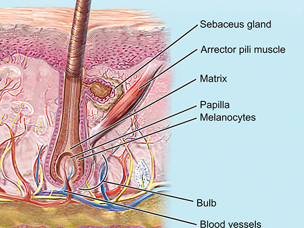 Marvelous Melanin: A Pigmentation Primer Marvelous Melanin: A Pigmentation Primer