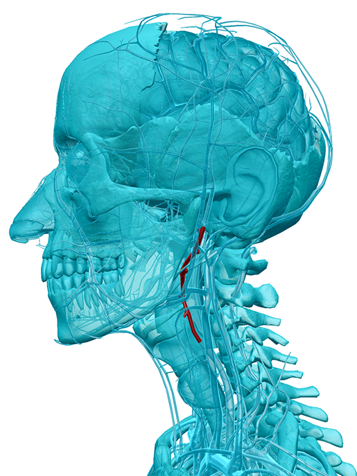 heart-lab-taking-pulse-external-carotid-artery