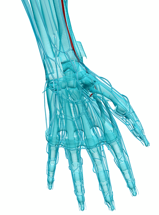 heart-lab-taking-pulse-radial-artery