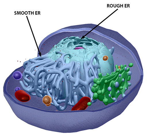 human-cell-smooth-rough-er-update