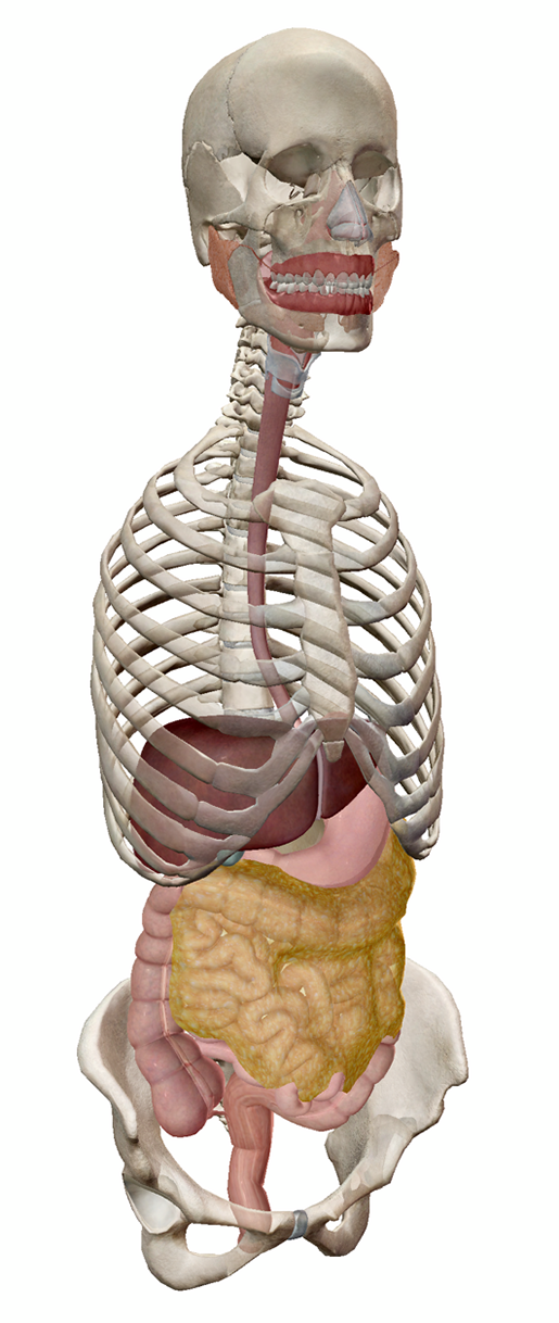 human-digestive-system-1
