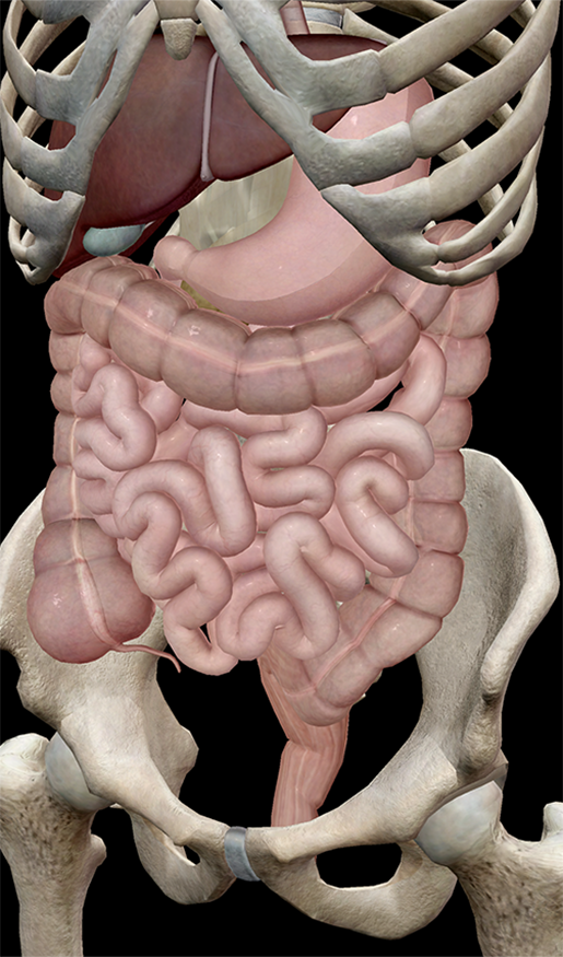 human-gut-intestines