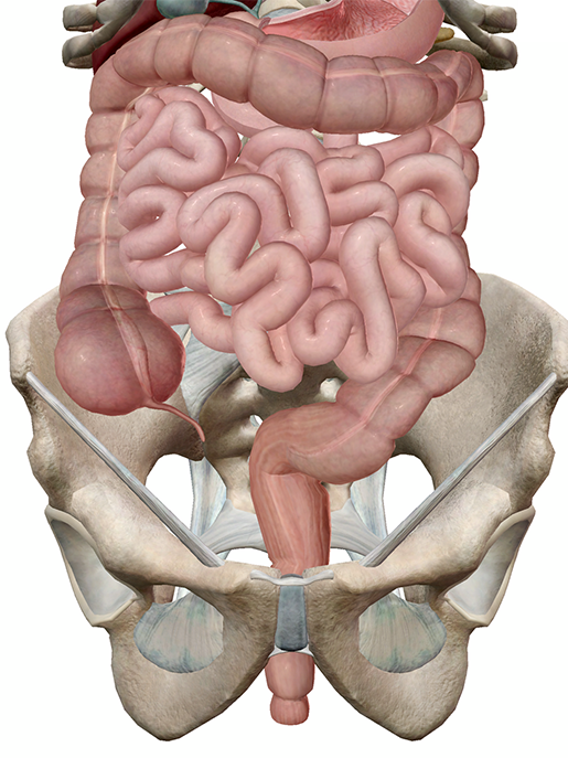 intestines-small-large