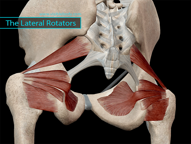 Learn Muscle Anatomy: Lateral Rotators