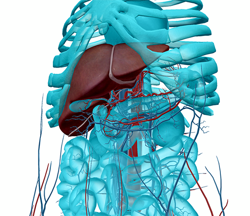 liver-and-abdomen-vasculature