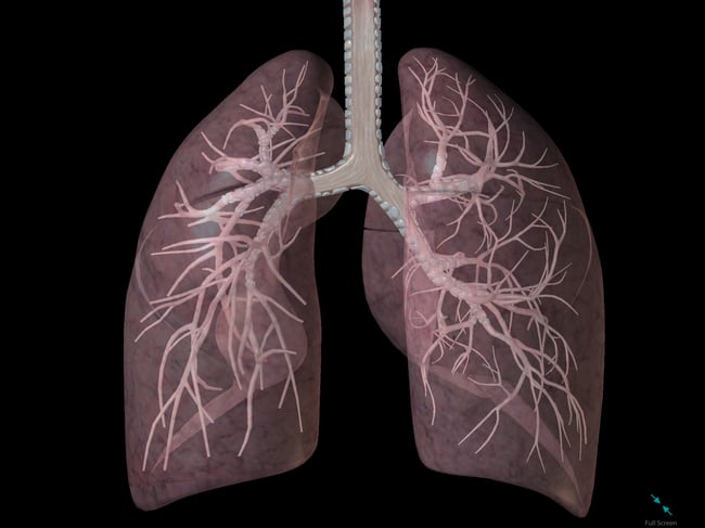 lungs-inside-bronchi-bronchioles-respiratory.png lungs-inside-bronchi-bronchioles-respiratory.png