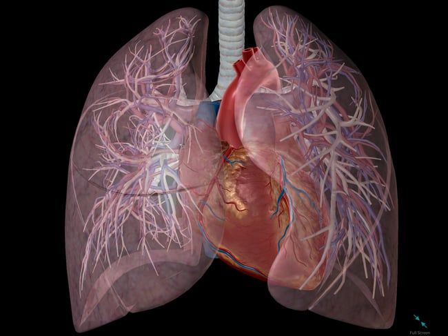 Anatomy and Physiology: The Relationships of the Respiratory System