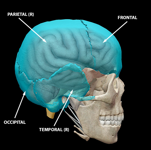 neurocranium-calvaria-2