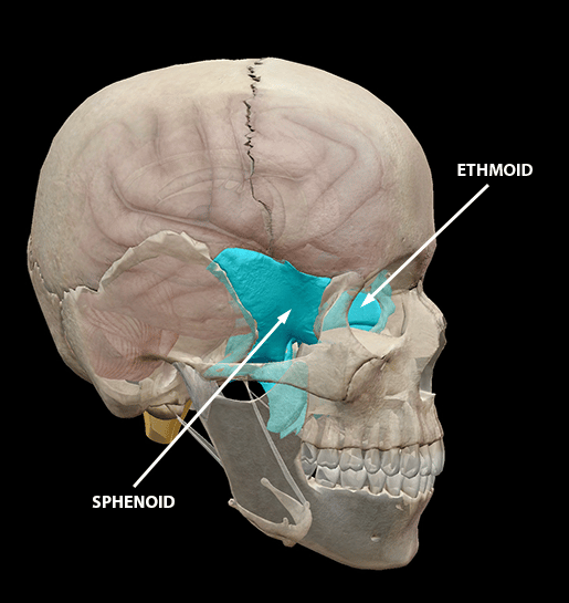 Anatomy & Physiology: The Neurocranium and Concussions