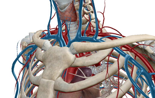 newsdesk-ebola-circulatory-blood-vessels