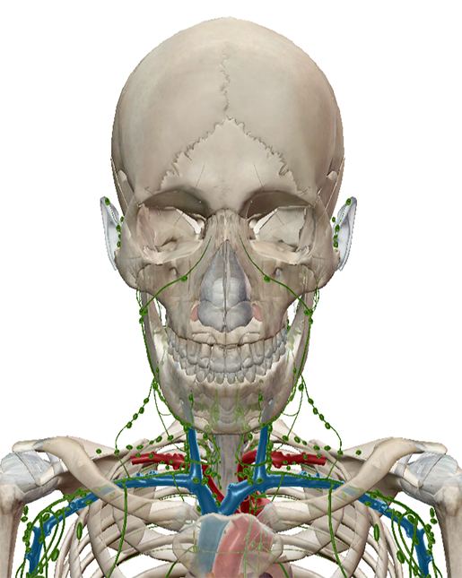 newsdesk-ebola-lymphatic-system-immunity